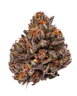 Upstate Canna Co. cannabis dispensary staff photo — Schenectady NY