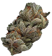 Cannabis flower buds category — shop premium cannabis flower at Upstate Canna Co. dispensary Schenectady NY