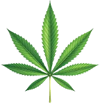 Cannabis leaf icon representing Upstate Canna Co. dispensary Schenectady NY